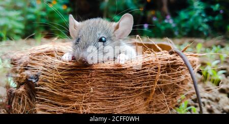 Animale di ratto isolato su sfondo di copertura di cocco per la consapevolezza della leadership. Foto Stock