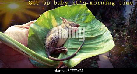 Animale di ratto che dorme sulla foglia, Get up bambino è mattina tempo di sfondo linea tag per la consapevolezza della leadership. Foto Stock