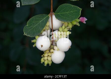 Symphoricarpos albus, frutti diversamente maturati di un cespuglio di neve Foto Stock