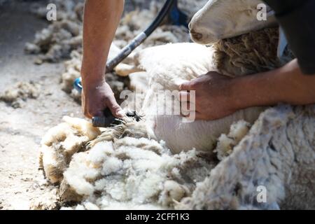 operaio agricolo irriconoscibile che rimuove la lana dalle pecore con l'attrezzo professionale a terra in capannone Foto Stock