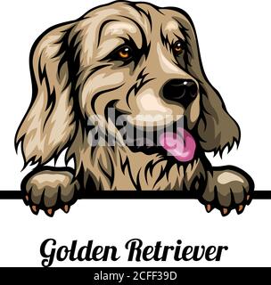 Capo Golden Retriever - razza di cane. Immagine a colori di una testa di cani isolata su uno sfondo bianco Illustrazione Vettoriale