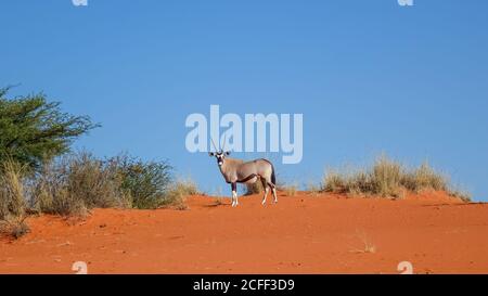 Antilope di Oryx (gazella di Oryx) in piedi contro un cielo blu nel deserto del Namib in Namibia, Africa. Foto Stock