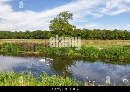 Famiglia di cigni sul fiume Cam, Grantchester Meadows, Grantchester, Cambridgeshire, Regno Unito. Foto Stock