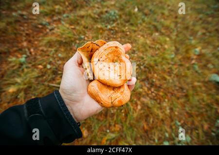 Un uomo sta tenendo in mano del latte di zafferano tazza di fungo (latarius deliciosus) nella pineta Foto Stock