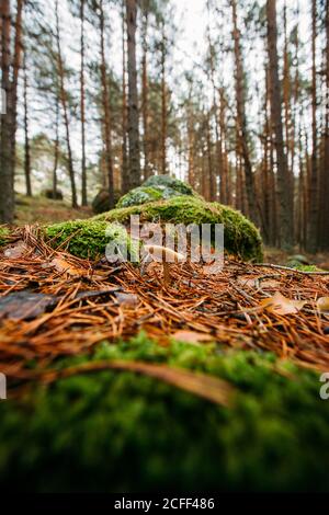 Funghi selvatici che crescono nella pineta di montagna Foto Stock
