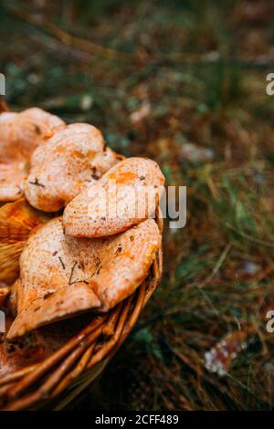 Un cestino pieno di funghi della tazza del latte dello zafferano (deliciosus lattario) in una pineta Foto Stock