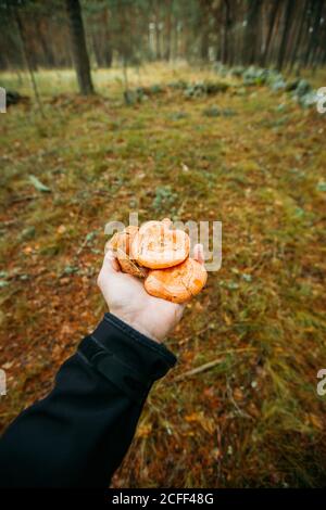 Un uomo sta tenendo in mano del latte di zafferano tazza di fungo (latarius deliciosus) nella pineta Foto Stock