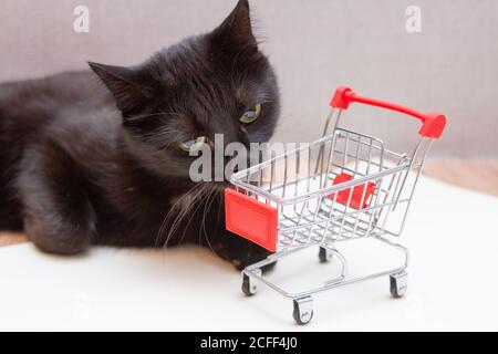 Curioso gatto nero con un carrello giocattolo per lo shopping Foto Stock