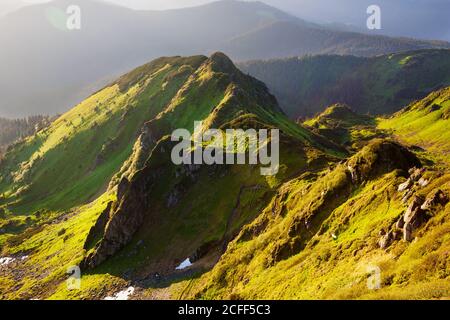 Rododendro fiorente nei Carpazi orientali. Foto Stock