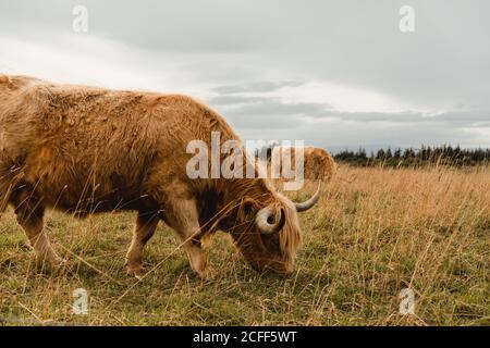 Vista laterale della mucca rossastra dell'altopiano che pascola con l'allevamento pascolo con erba marrone e verde in giorno nuvoloso in Scozia Foto Stock