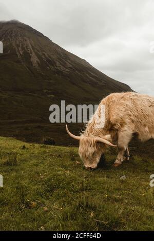 Vista laterale della mucca beige che pascolano su una collina verde con Cima di montagna e cielo nuvoloso sullo sfondo in Highland Scozzese Foto Stock