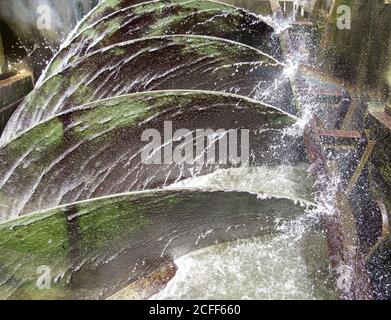 Archimedes vite sul Tamigi a Mapledurham, Chilterns, Inghilterra, Regno Unito Foto Stock