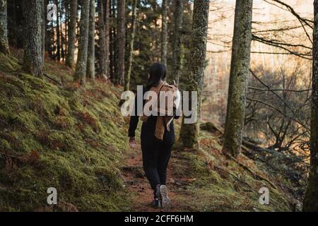 Donna che cammina nella foresta di autunno Foto Stock