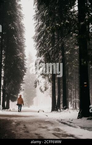 Persona che cammina su strada innevata nella foresta Foto Stock