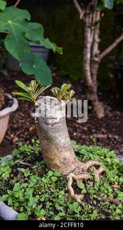 Primo piano di piante ornamentali in vaso Foto Stock