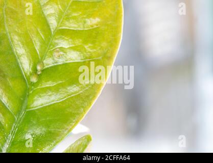 Macrofotografia di insetti di Diaspididae su vaso fogliare. Insetti di scala armati a piante domestiche. Insetti succhiare pianta. Infestato. Foto Stock