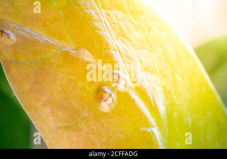 Macrofotografia di insetti di Diaspididae su vaso fogliare. Insetti di scala armati a piante domestiche. Insetti succhiare pianta. Infestato. Foto Stock