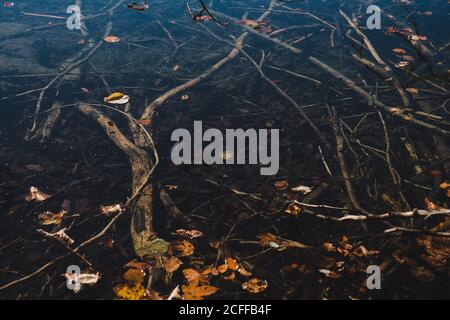 Foglie di acero giallo e marrone chiaro con macchie e vene su superficie che cade da tronco di albero asciutto in caduta dentro luce del giorno Foto Stock