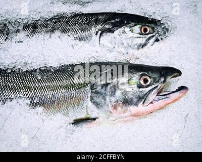 Primo piano di due pesci di salmone messi su ghiaccio tritato per la vendita in un mercato alimentare a Vancouver, Canada. Foto Stock