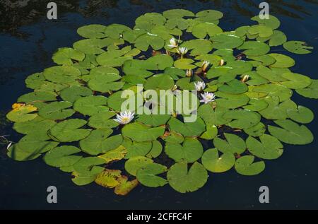 Ninfea odorata Alba. Waterlilys o lotuses fiore fiorisce in uno stagno o fiume. Primo piano di un nymphea Marliacea albida in un giardino stagno sul acqua su Foto Stock