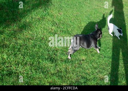 Bulldog francese che gioca con un Jack un poo cross con Papillon Foto Stock