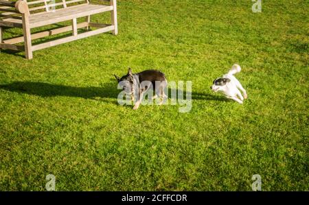 Bulldog francese che gioca con un Jack un poo cross con Papillon Foto Stock