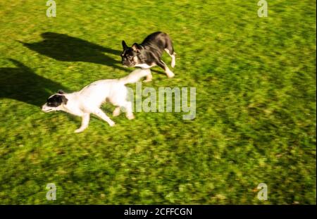 Bulldog francese che gioca con un Jack un poo cross con Papillon Foto Stock