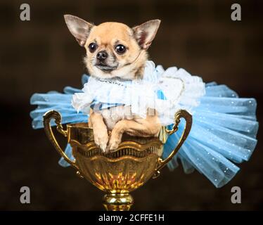 Dolly il cane Chihuahua vestito come Alice nel paese delle meraviglie, durante un Alice nel paese delle meraviglie e Charlie e la fabbrica di cioccolato a tema Furbeys Dog Pagant alla Jodhpurs Riding School a Tockwith, North Yorkshire. Foto Stock