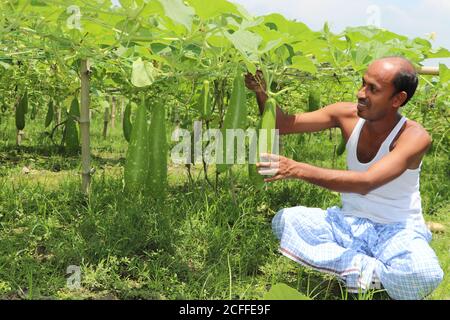 Agricoltore asiatico che si occupa di piante vegetali, che tiene e controlla la crescita di zucca in un terreno agricolo Foto Stock