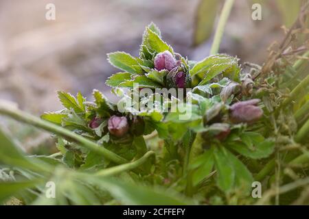 Helleborus doppio ellen fiore. L'ellebore cresce nel giardino. Ellebore viola fiore doppio Ellen rosso Foto Stock