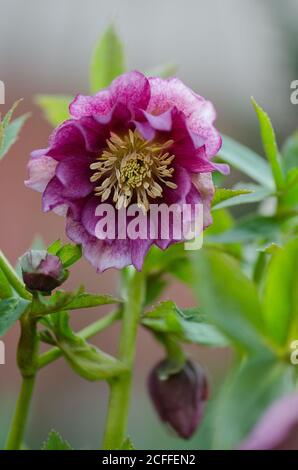 Helleborus doppio ellen fiore. L'ellebore cresce nel giardino. Ellebore doppio Ellen rosa Foto Stock