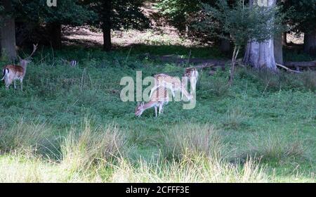 Sevenoaks, Kent, UK5th settembre 2020, la gente che prende il loro esercizio quotidiano nel sole glorioso nel Knole, Sevenoaks. La gente spesso cammina attraverso il parco sperando di vedere le mandrie della sika selvaggia e del cervo della preda che vivono là. È un ottimo posto per camminare, correre o fare un picnic ricordando di seguire il Social Distancing Rules.Credit: Keith Larby/Alamy Live News Foto Stock