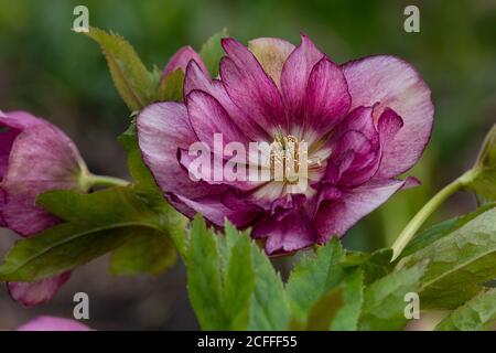 Helleborus doppio ellen fiore. L'ellebore cresce nel giardino. Ellen Picotee doppio con foro di supporto Foto Stock