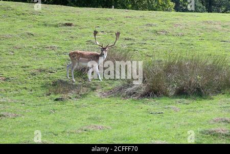 Sevenoaks, Kent, UK5th settembre 2020, la gente che prende il loro esercizio quotidiano nel sole glorioso nel Knole, Sevenoaks. La gente spesso cammina attraverso il parco sperando di vedere le mandrie della sika selvaggia e del cervo della preda che vivono là. È un ottimo posto per camminare, correre o fare un picnic ricordando di seguire il Social Distancing Rules.Credit: Keith Larby/Alamy Live News Foto Stock