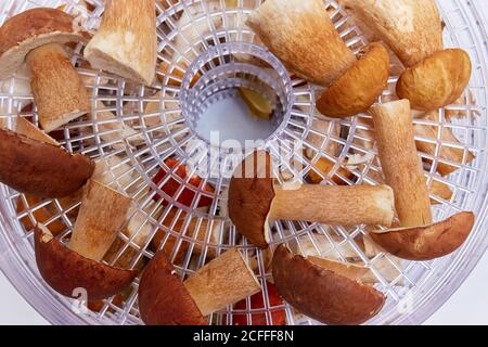 I funghi porcini giacciono su una griglia di essiccazione nell'impianto elettrico essiccatore Foto Stock