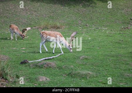 Sevenoaks, Kent, UK5th settembre 2020, la gente che prende il loro esercizio quotidiano nel sole glorioso nel Knole, Sevenoaks. La gente spesso cammina attraverso il parco sperando di vedere le mandrie della sika selvaggia e del cervo della preda che vivono là. È un ottimo posto per camminare, correre o fare un picnic ricordando di seguire il Social Distancing Rules.Credit: Keith Larby/Alamy Live News Foto Stock