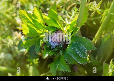 Helleborus doppio ellen fiore. L'ellebore cresce nel giardino. Ellebore viola fiore doppio Ellen rosso Foto Stock