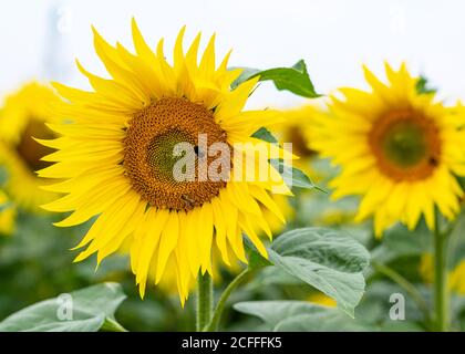 Due girasoli in fila con api da lavoro Foto Stock