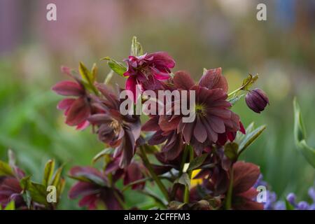 L'ellebore cresce nel giardino. Ellebore doppio Ellen rosso. Helleborus doppio ellen fiore. Foto Stock