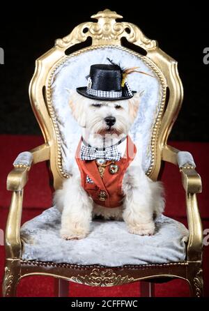 Keegan il West Highland White Terrier vestirsi come il Mad Hatter, durante un Alice nel paese delle meraviglie e Charlie e la fabbrica di cioccolato Furbebs Dog Paginant a tema alla Jodhpurs Riding School a Tockwith, North Yorkshire. Foto Stock