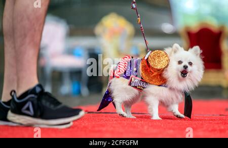 Bailey il cane di Pomerania vestito come Willy Wonka, durante un Alice nel Wonderland e Charlie e la fabbrica di cioccolato Furbebs Dog Pageant a tema alla Jodhpurs Riding School a Tockwith, North Yorkshire. Foto Stock