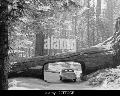 Storia della California - Sequoia National Park 1957 settembre. Il log del tunnel. Auto che guida attraverso il passaggio tagliato attraverso il lato del tronco ca. 1957 Foto Stock