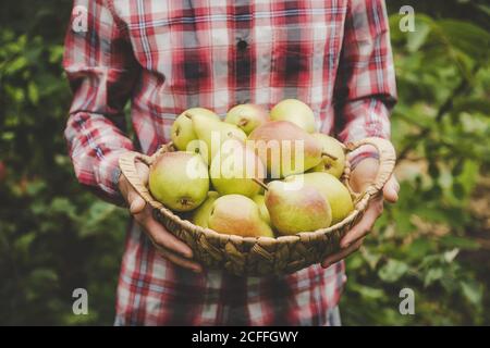 Un giardiniere dell'uomo tiene un raccolto delle pere nelle sue mani. Fuoco selettivo. Natura. Foto Stock