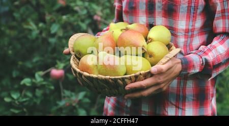 Un giardiniere dell'uomo tiene un raccolto delle pere nelle sue mani. Fuoco selettivo. Natura. Foto Stock