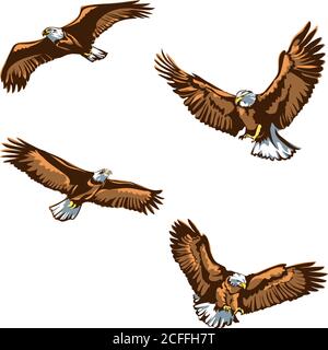 aquila, aquila, uccello, ali, piume, piuma, mosca, volo, testa, occhi, occhi, becco, ali, coda, predatore, selvatico, occhi, vettore, vettore, grafico Illustrazione Vettoriale