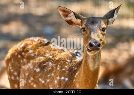 Ritratto di Doe nello zoo Foto Stock