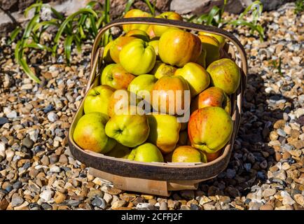 Primo piano di una brocca piena di mele appena raccolte all'aperto in Sunshine Scotland, Regno Unito Foto Stock