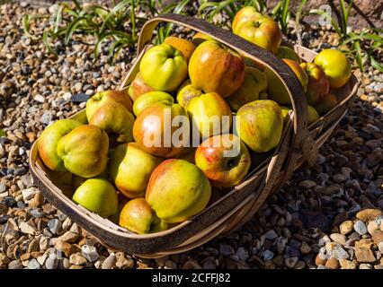 Primo piano di una brocca piena di mele appena raccolte all'aperto in Sunshine Scotland, Regno Unito Foto Stock