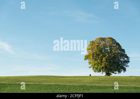 Paesaggio di campagna luminoso con un grande albero in fiore unico che cresce campo verde su cielo blu con colline sullo sfondo Foto Stock