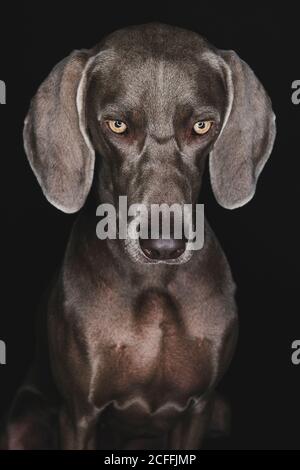 Divertente cane Weimaraner su sfondo nero Foto Stock